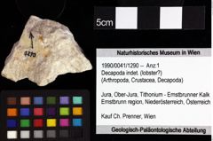 Foto (Objket + Etiketten) von Decapoda indet. (lobster?) 